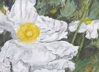 Matilija Poppy